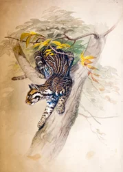 Ozelot, 1851-52